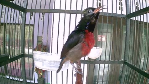 Sunbird