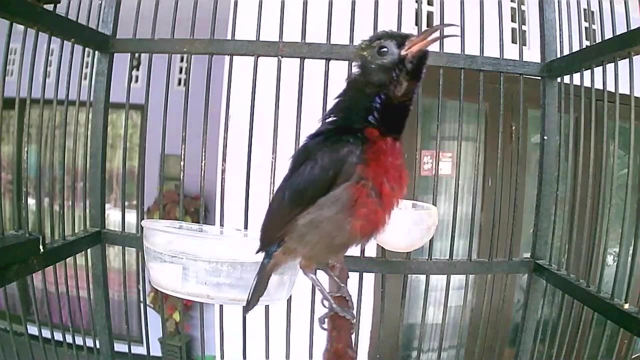 Sunbird