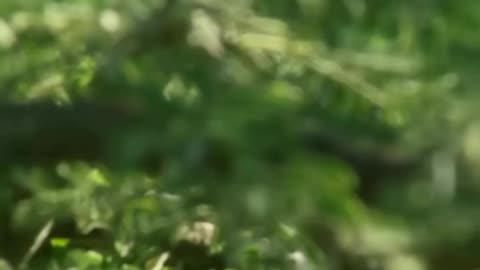 The Boomslang Snake 🐍