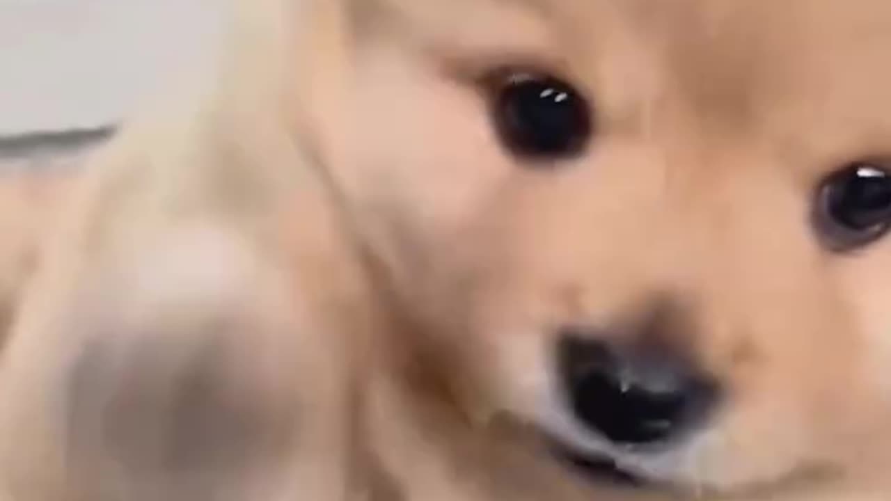 Adorable Tiny Puppy! / O Dulceață de Cățel Mic – Prea Drăgălaș! 🥹💖