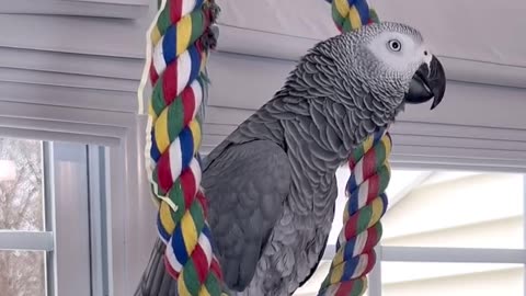 the coolest parrot ever 😂
