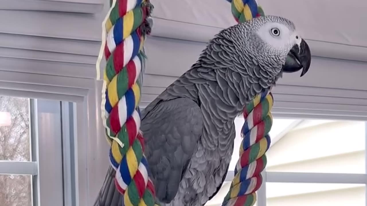 the coolest parrot ever 😂
