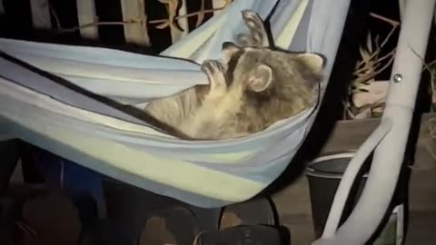 In the deep night, I found a little raccoon playing happily in a hammock.