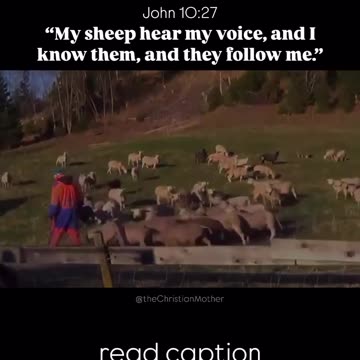 My sheep hears my voice.