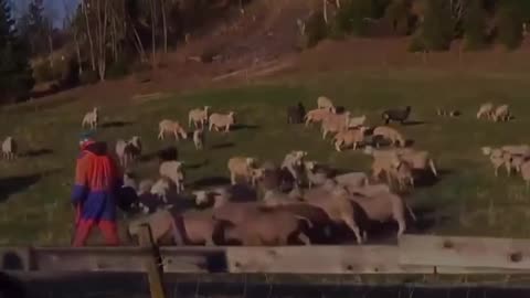 My sheep hears my voice.