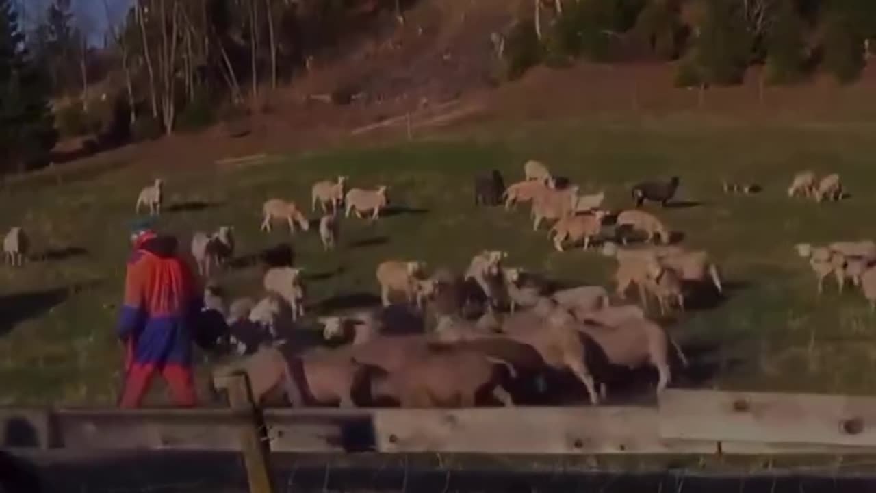 My sheep hears my voice.