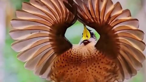 Amazing birds