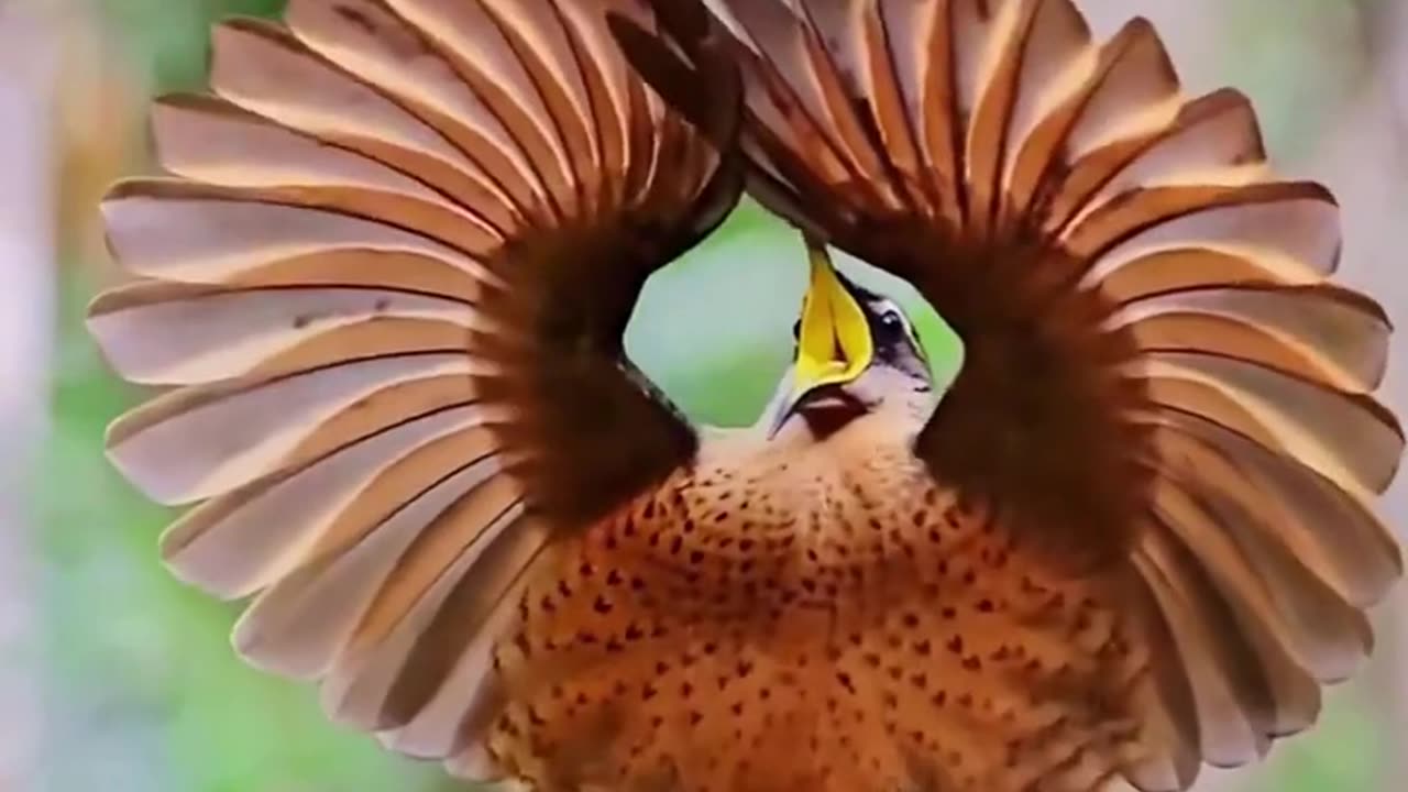 Amazing birds