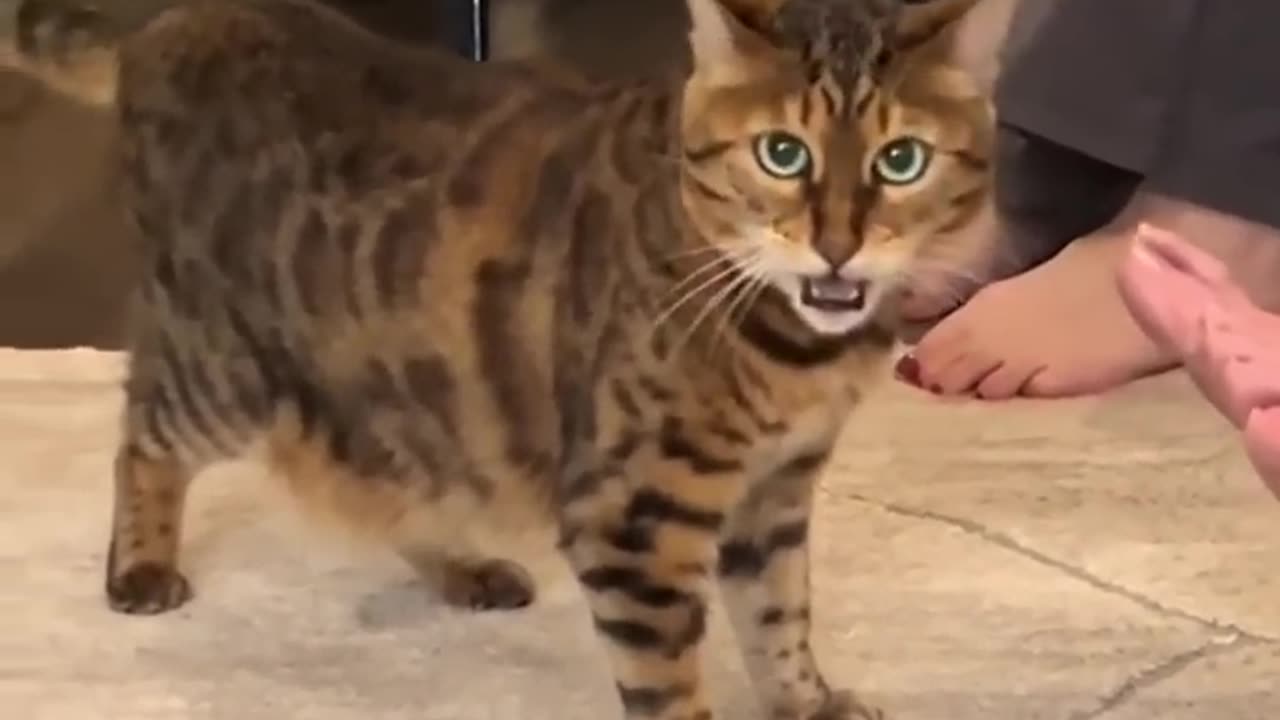 The cat is fainting from the stench 🐈🤣😂