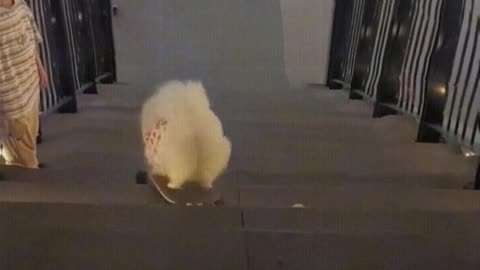 The dog plays skateboard down the stairs