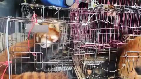 🐼🚨 Myanmar War | PDF Intercepts Red Panda Smuggling in Indawgyi | RCF