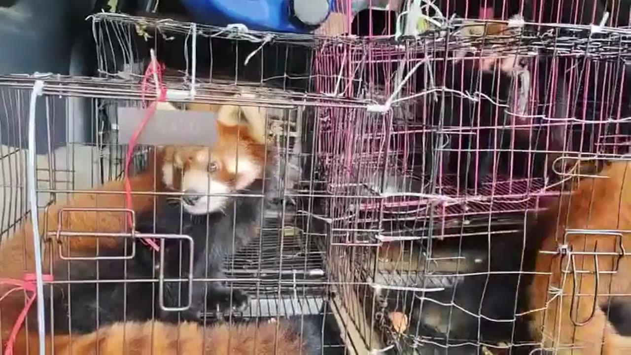 🐼🚨 Myanmar War | PDF Intercepts Red Panda Smuggling in Indawgyi | RCF