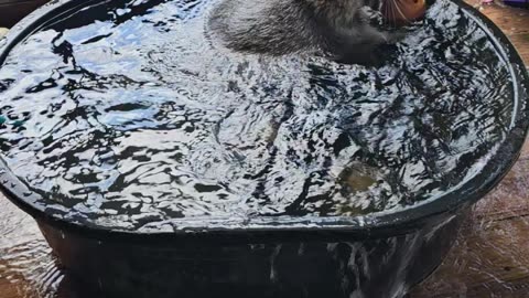 Raccoon Taking a Bath