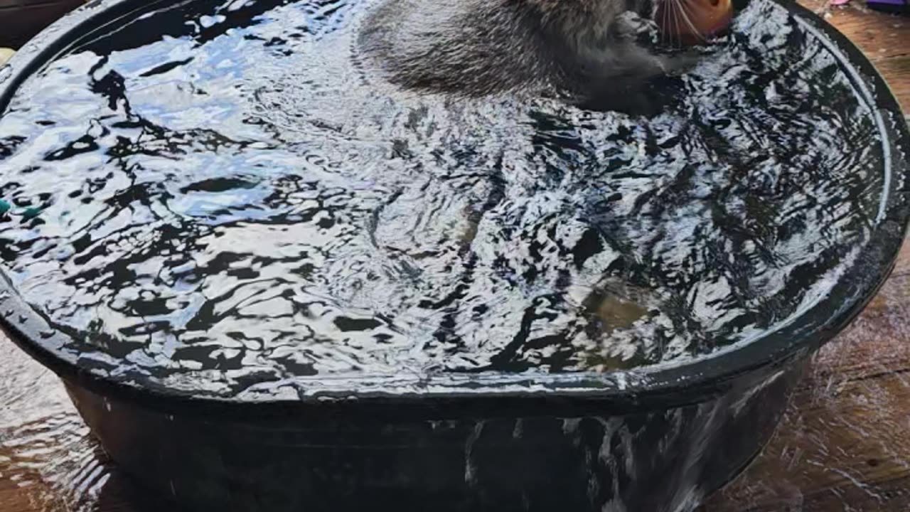 Raccoon Taking a Bath