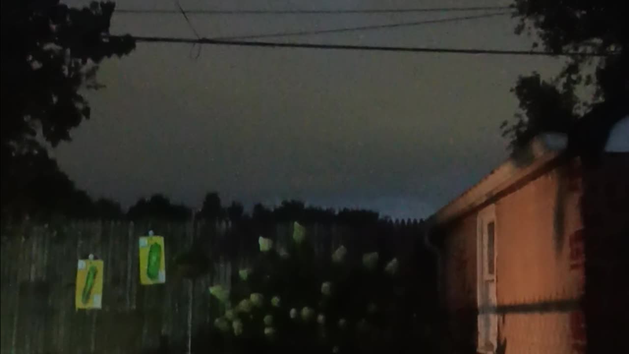 Several bats