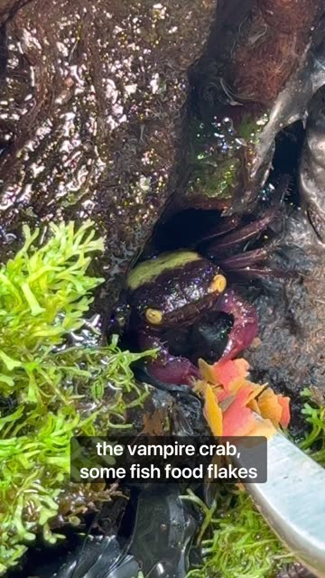 Vampire Crab Population Boom!