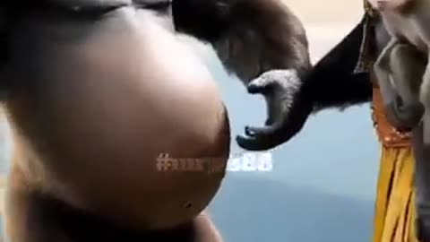 Animal wedding