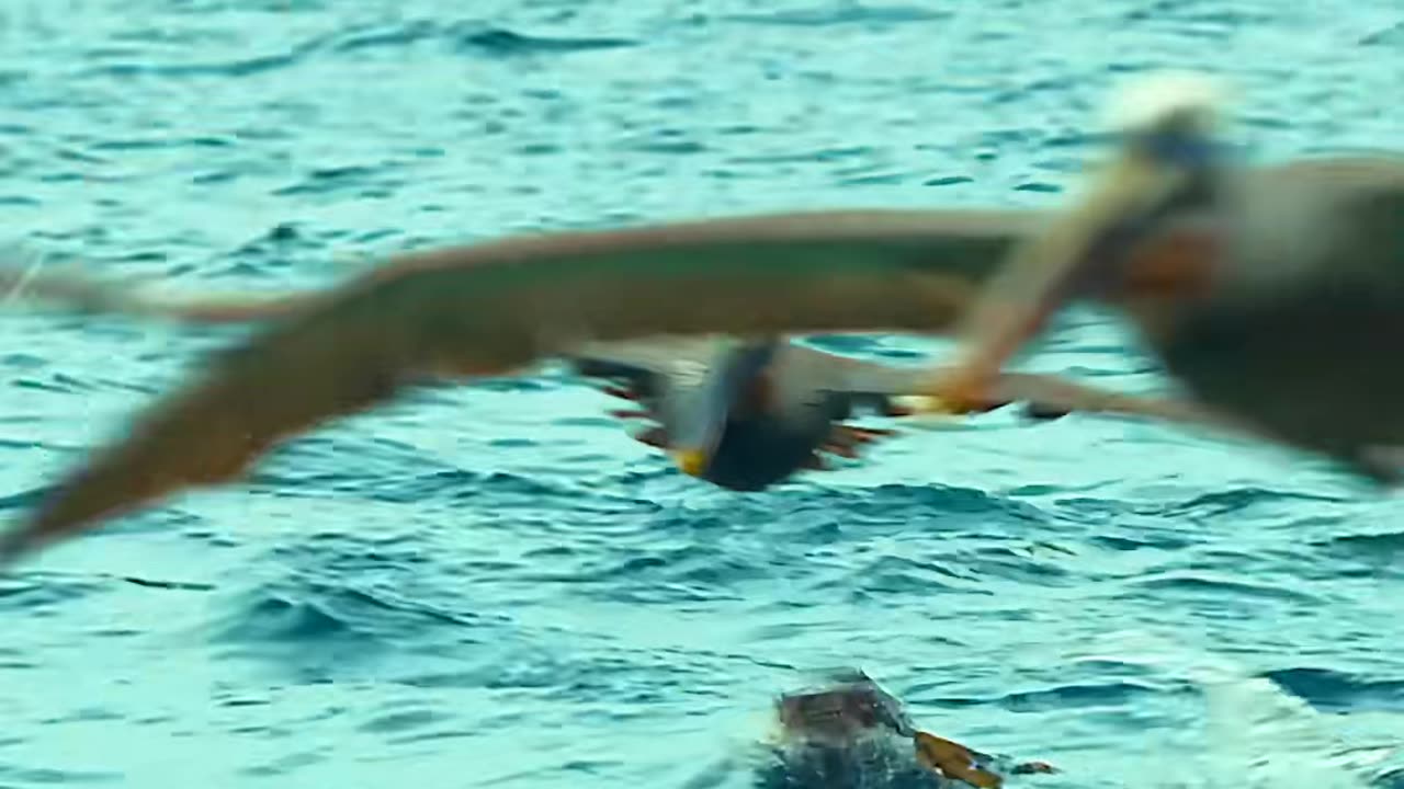 Animal activities