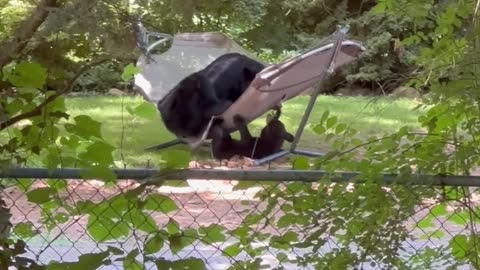 Bear Family Relaxes in a Hammock