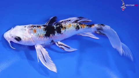 My Koi I Have Collected Part 2B