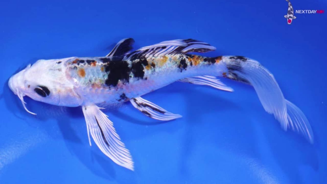 My Koi I Have Collected Part 2B