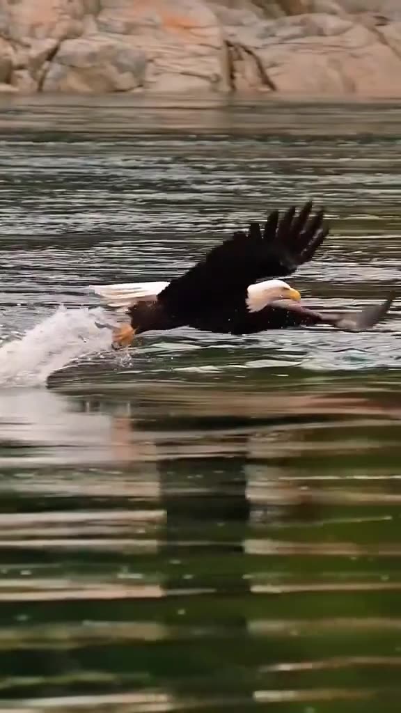 The most beautiful and majestic birds on earth