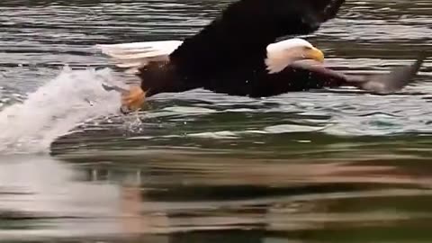 The most beautiful and majestic birds on earth