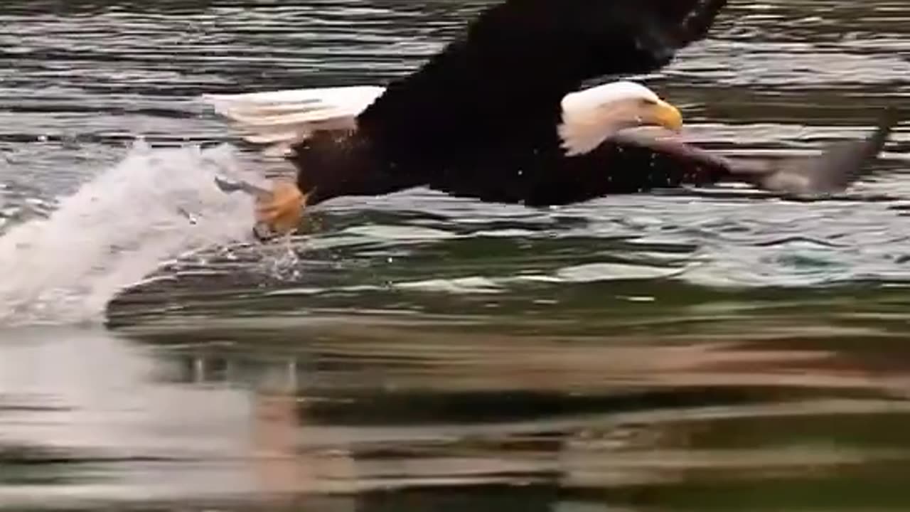 The most beautiful and majestic birds on earth