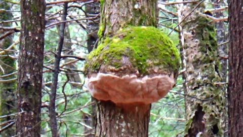 Big Mushroom