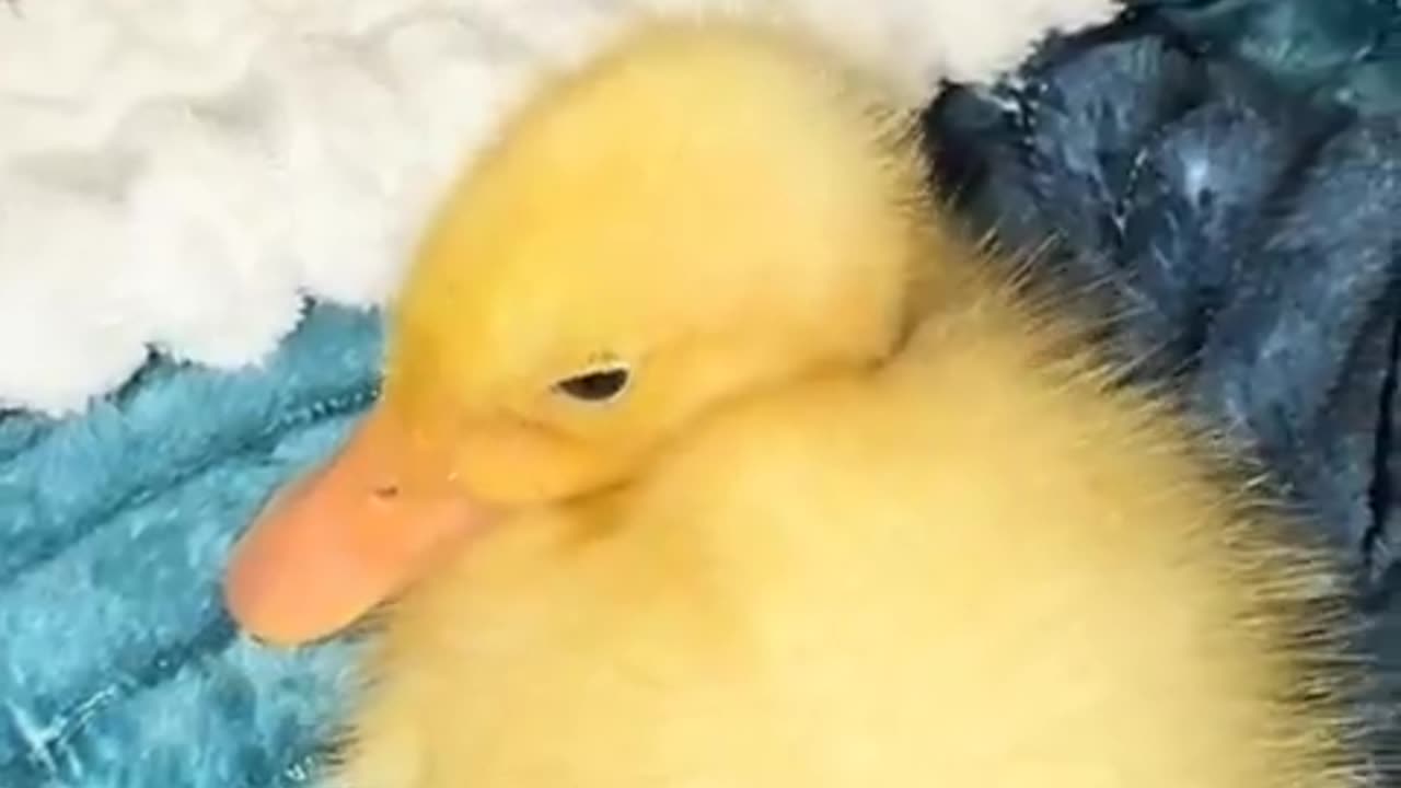 A duck crying over her dead sister! 🥺💔