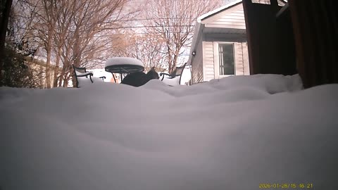 Wildlife Filmed By Haza PR800 Wild Camera, Levagood Area, Dearborn, MI, January 24 to 28, 2026