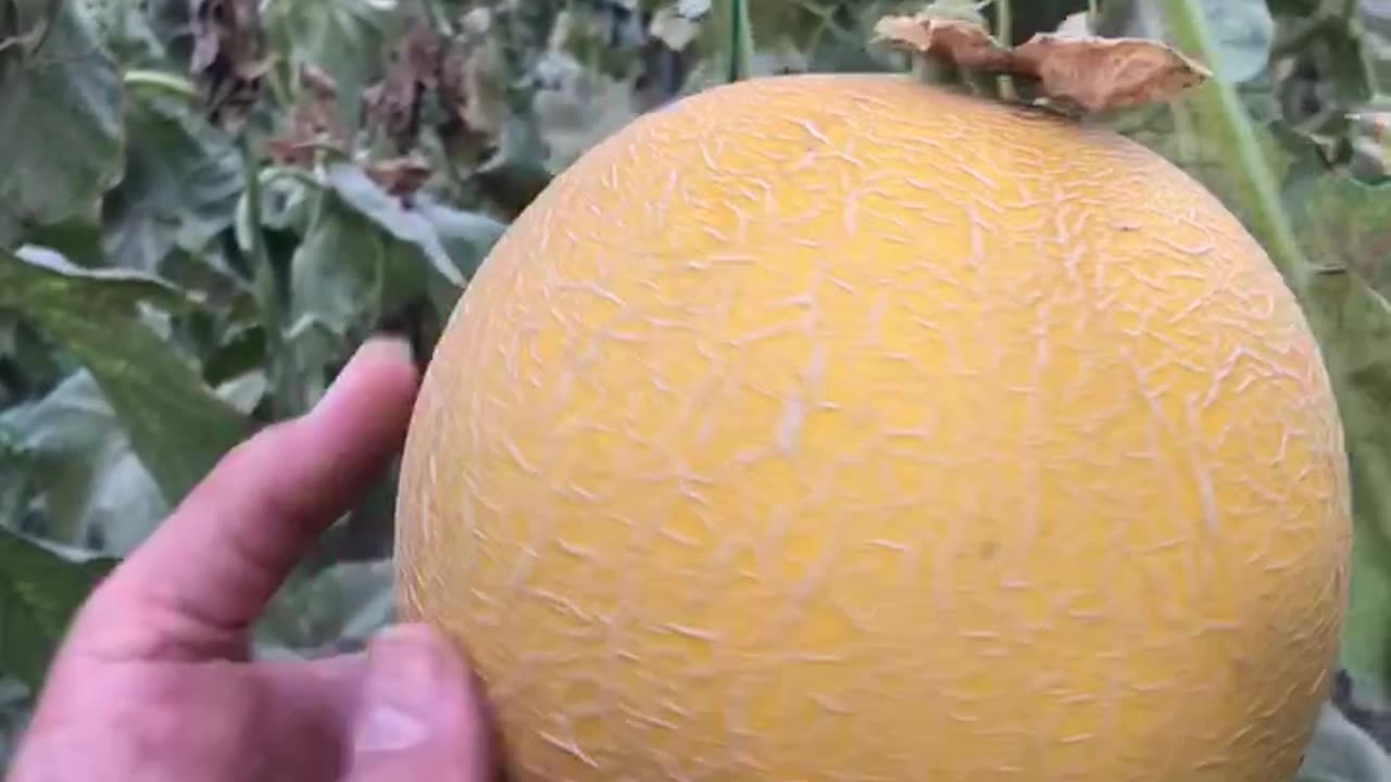How to tell when a melon is ripe?