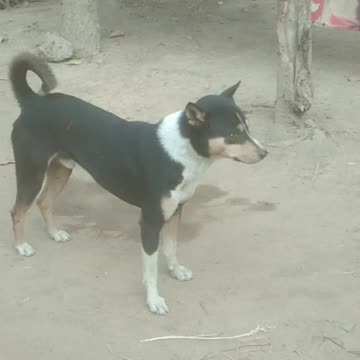 see dog run and Paly