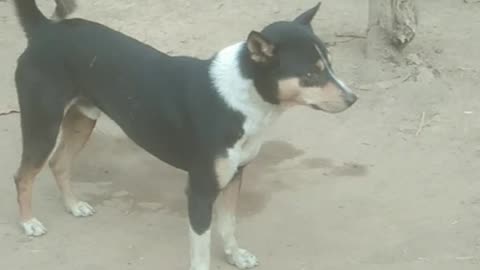 see dog run and Paly