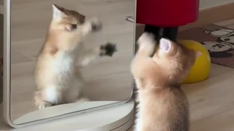Cute funny cat - cute cat - funny cats - funny pets