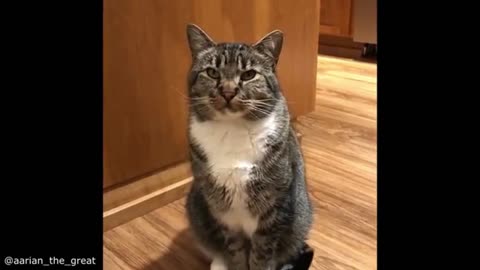 Cat corner