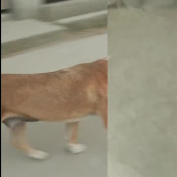 dog and cat very funny video