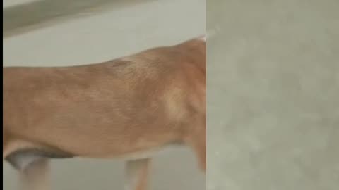 dog and cat very funny video