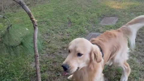 Golden Stoked on Large Stick Attached to Tree