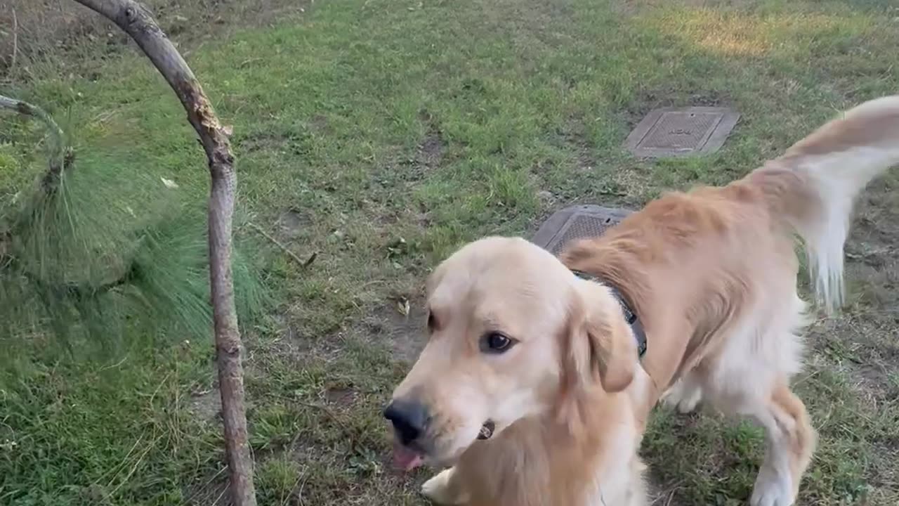Golden Stoked on Large Stick Attached to Tree