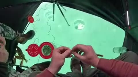 Hunting in the Arctic