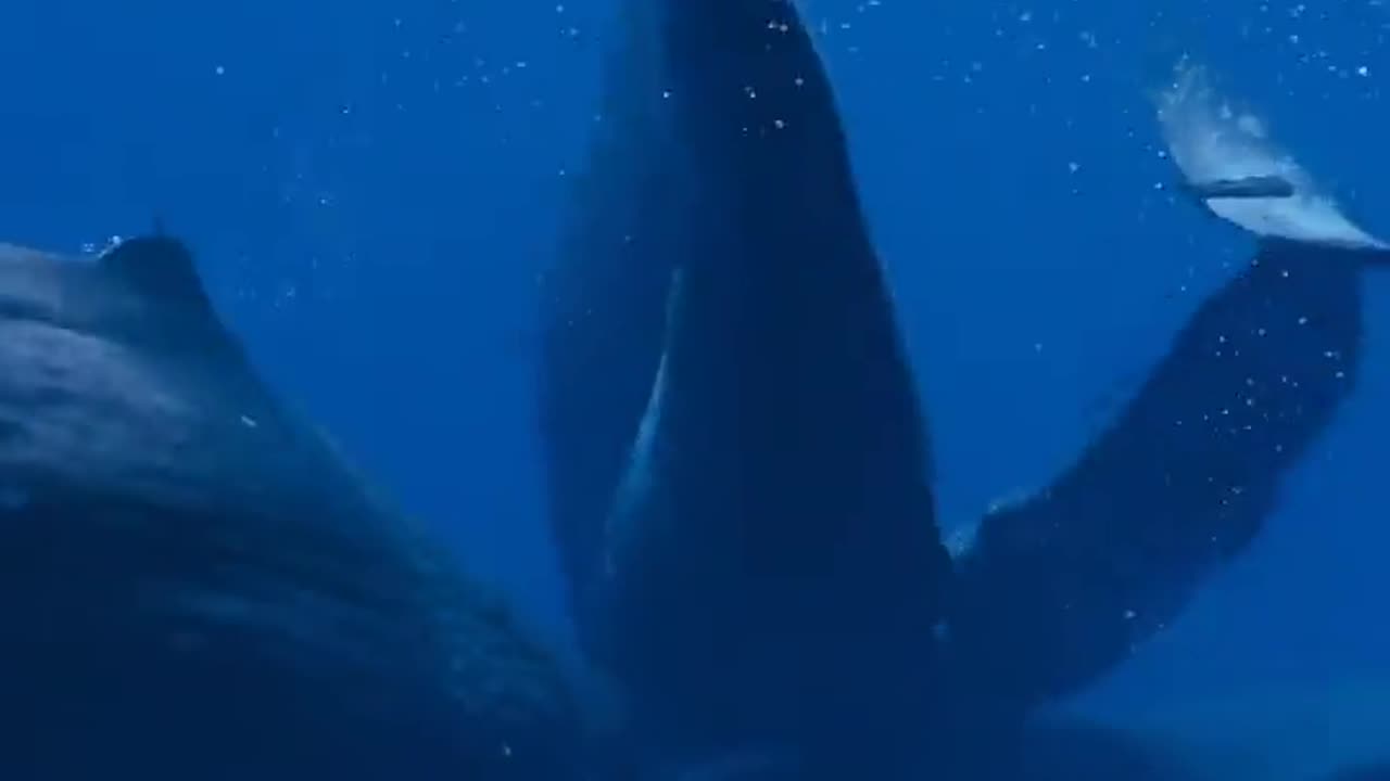 🤯✨ Watch Whales Click and Communicate in Family Groups! | FeedMyCuriosity