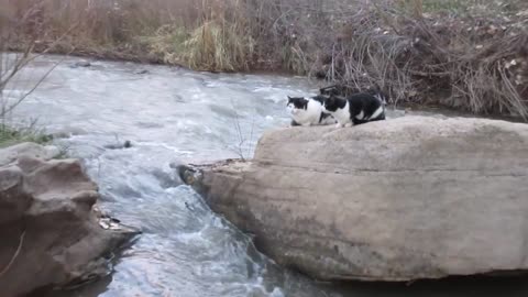Our Cats #154 - Cats On River Rock