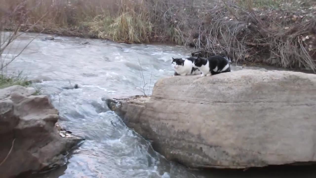 Our Cats #154 - Cats On River Rock