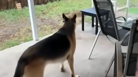 🐶🚪 This Dog Really Wants to Go Out! | FunFM