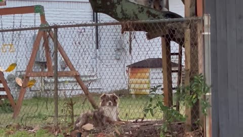 Memphis the Tree-Climbing Dog