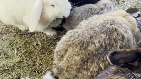 baby vs bunnies 🐰💕