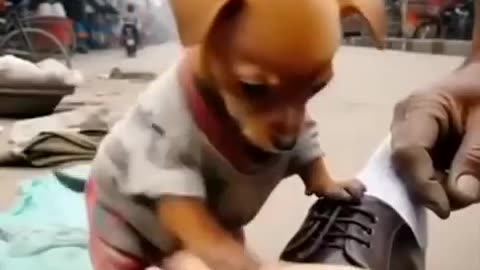 Please Like if You’d Help a Poor Dog