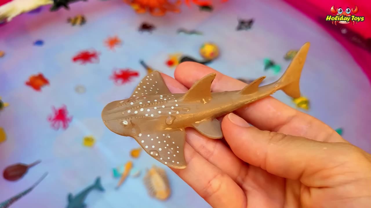 Starfish and Turtles Stranded on the Beach During Big Waves