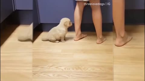 🤣Funny Animals Videos 2025🤣Best Of The 2025 Funny Animal Videos #2 😁